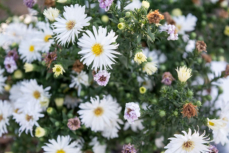 白, デイジーの花たくさん, 白いデイジー, 花, たくさん, デイジー, 緑, 春, 自然, 植物