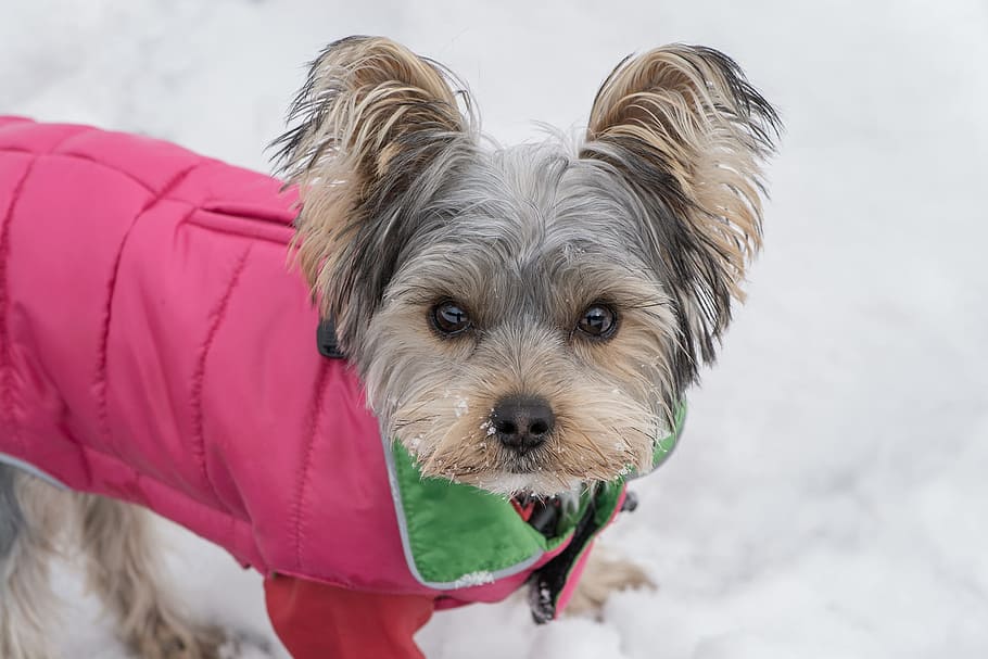 adult, gray, tan, pink, apparel, snow, Dog, Small, Yorkshire Terrier, small dog