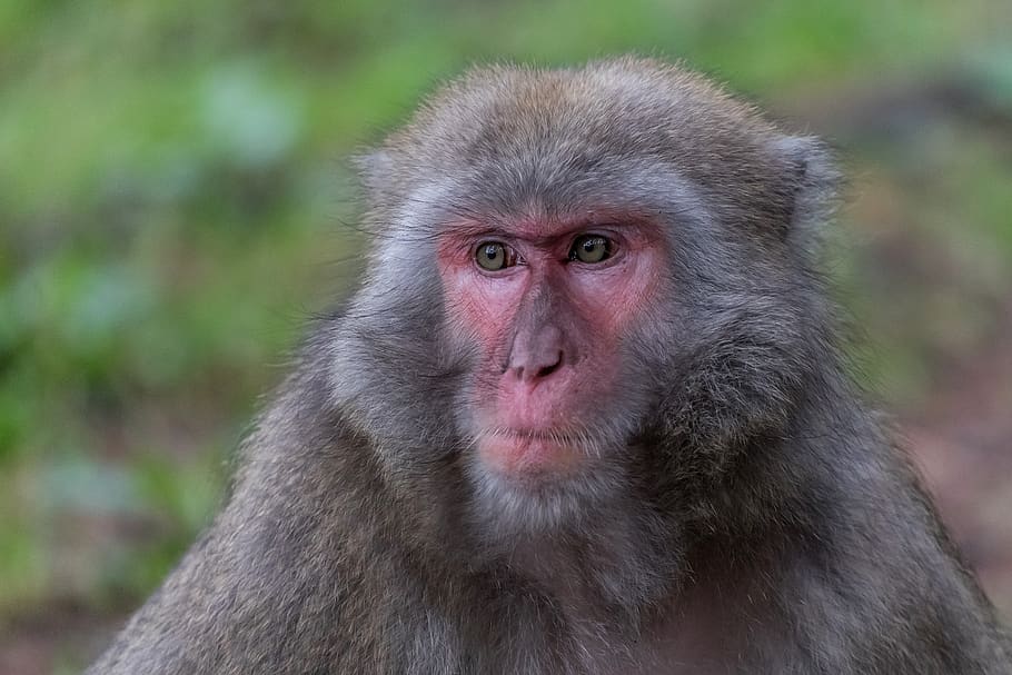 monkey, makake, animal world, mammal, face, eyes, fur, wild animal ...