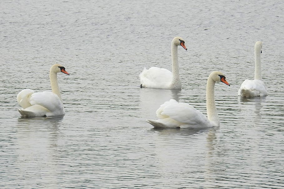 Mute Swans, Water, Lake, Preening, swans, water bird, nature, autumn, grey, covered