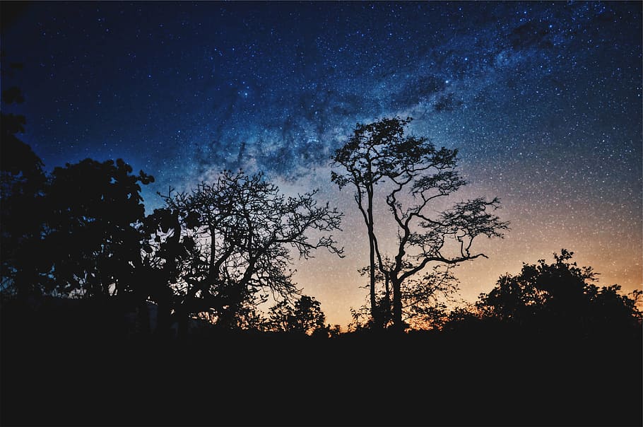 silueta de árboles, naturaleza, paisaje, árboles, montaña, estrellas, oscuro, noche, observación de estrellas, astrofotografía