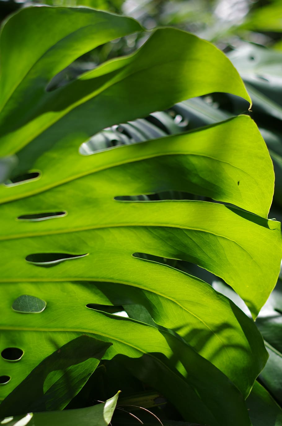 closeup, green, leaf, monstera deliciosa, nature, plant, green color, vegetable, growth, agriculture