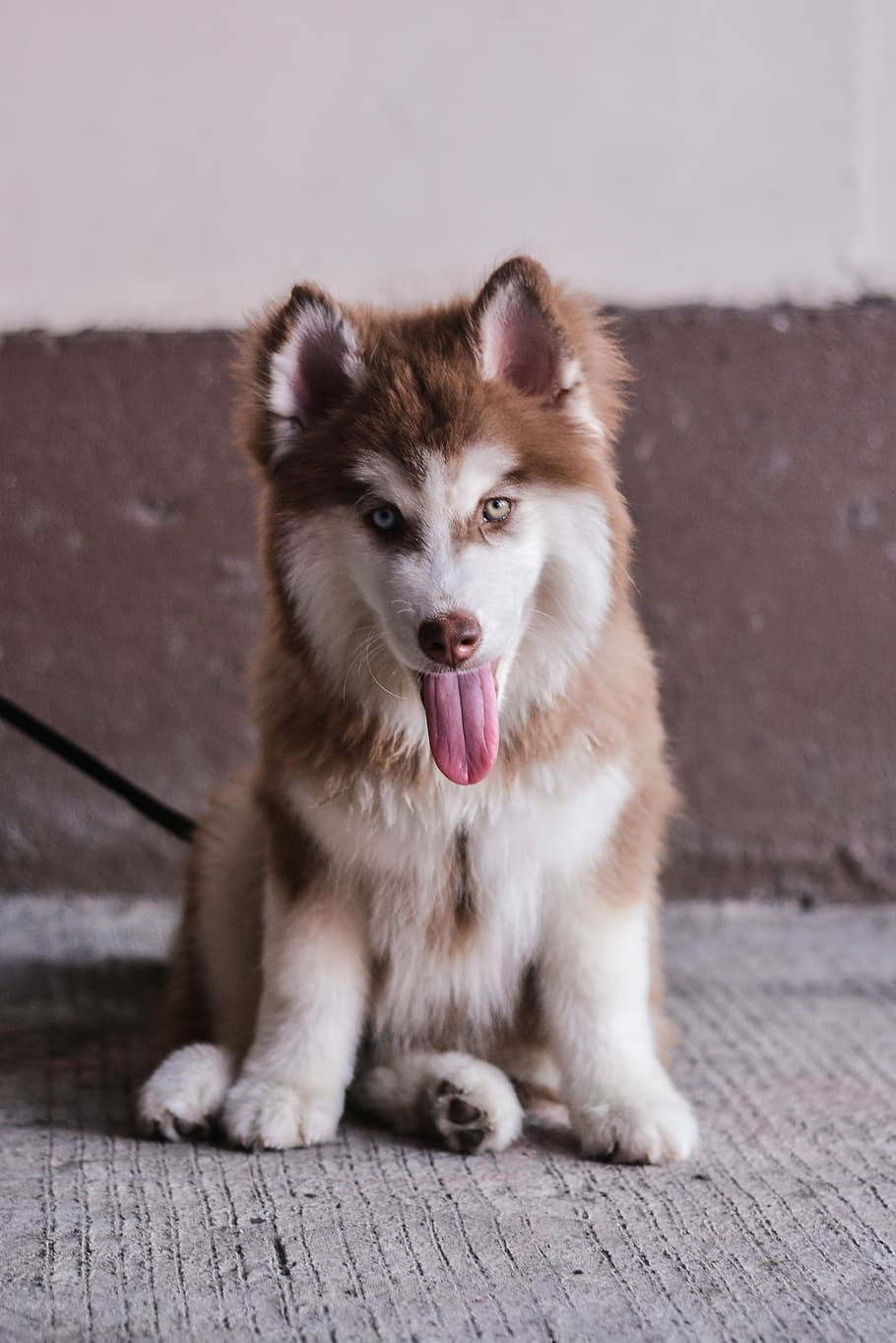 犬 哺乳類 動物 肖像画 ハスキー 子犬 ペット 一匹 家畜 イヌ Pxfuel