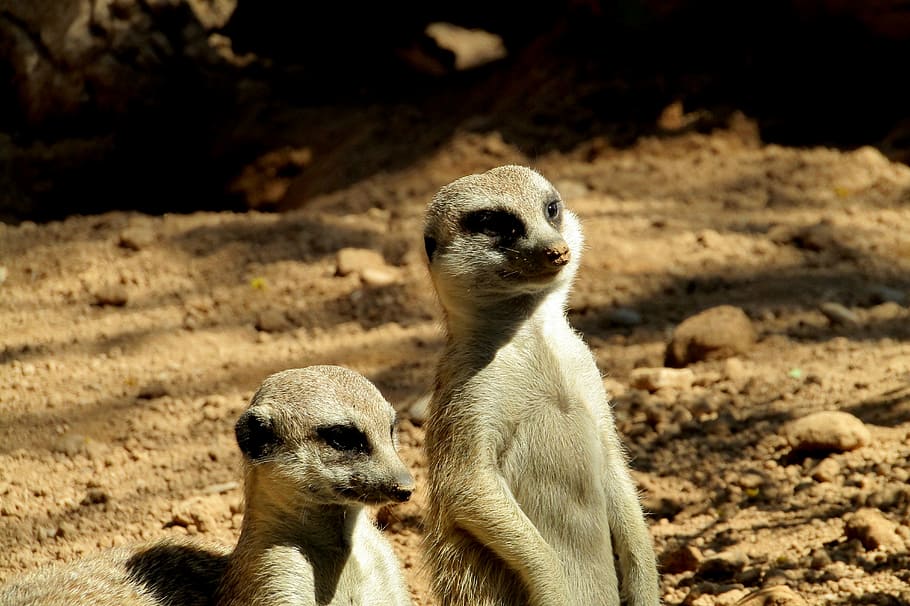 suricate, cute, animal, zoo, fur, look, animals, african reserve,  surveillance, standing | Pxfuel