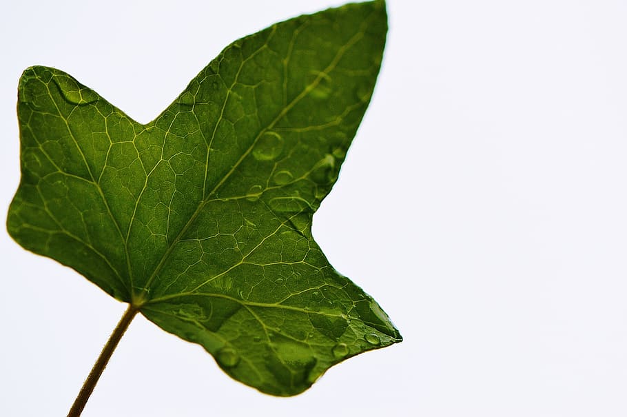 close-up photo, green, leaf, ivy, plant, nature, background, plant part, green color, studio shot