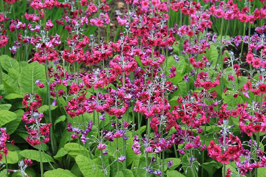 primula, flower, plant, petal, red, pink, meadow, backdrop, woodland, perennial