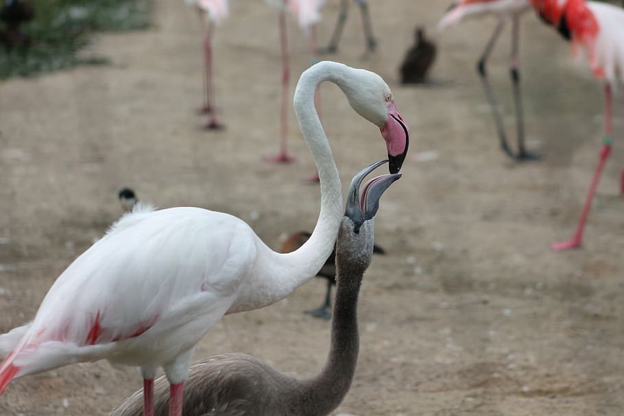 flamingos, zoo, safari, dvur kralove nad labem, feeding, birds, flamingo, bird, animal, wildlife