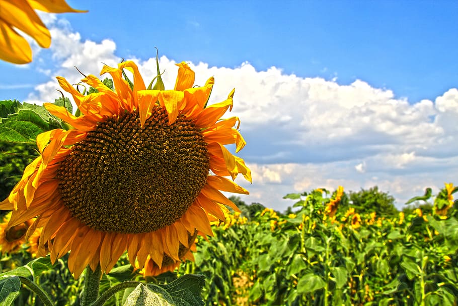 sunflowers, yellow, fields, flowers, plants, flowering, blue, sky, landscapes, greenery