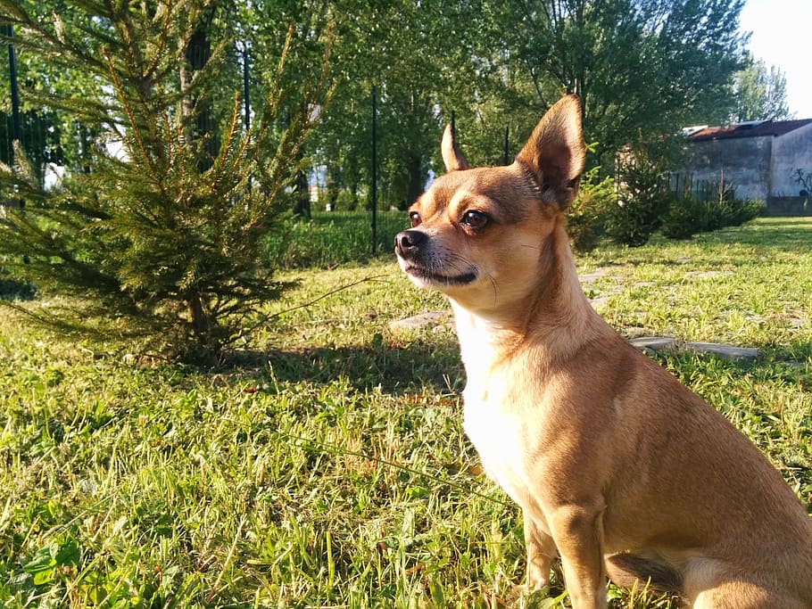 dog, sitting, chihuahua, campaign, guard, scrutinize, fence, look away, one animal, mammal