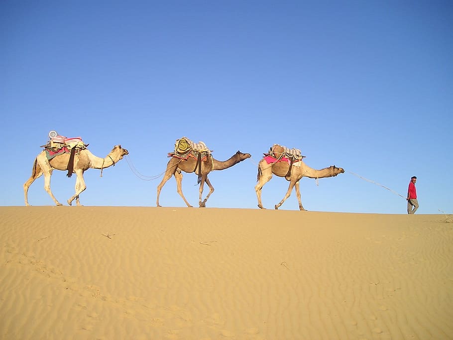 tres, camellos, hombre, desierto, india, caravana, camello conductor, arena, cielo despejado, azul