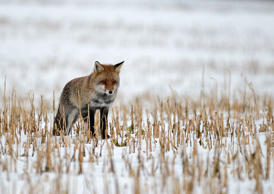 fox, predator, wild, snow, winter, nature, fauna, hairy, luxembourg, animal