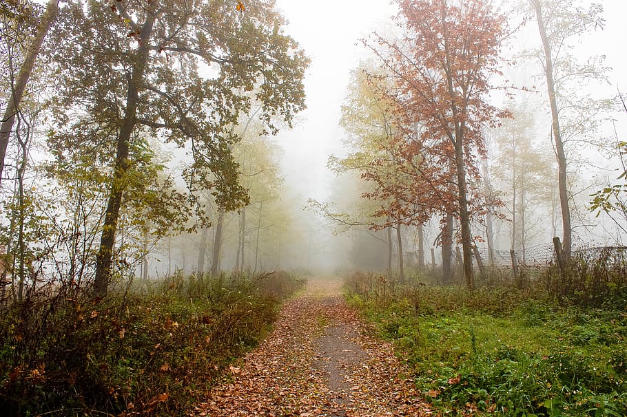 kabut, pohon, mistis, misterius, musim gugur, dongeng, jalan, sihir, hutan, alam