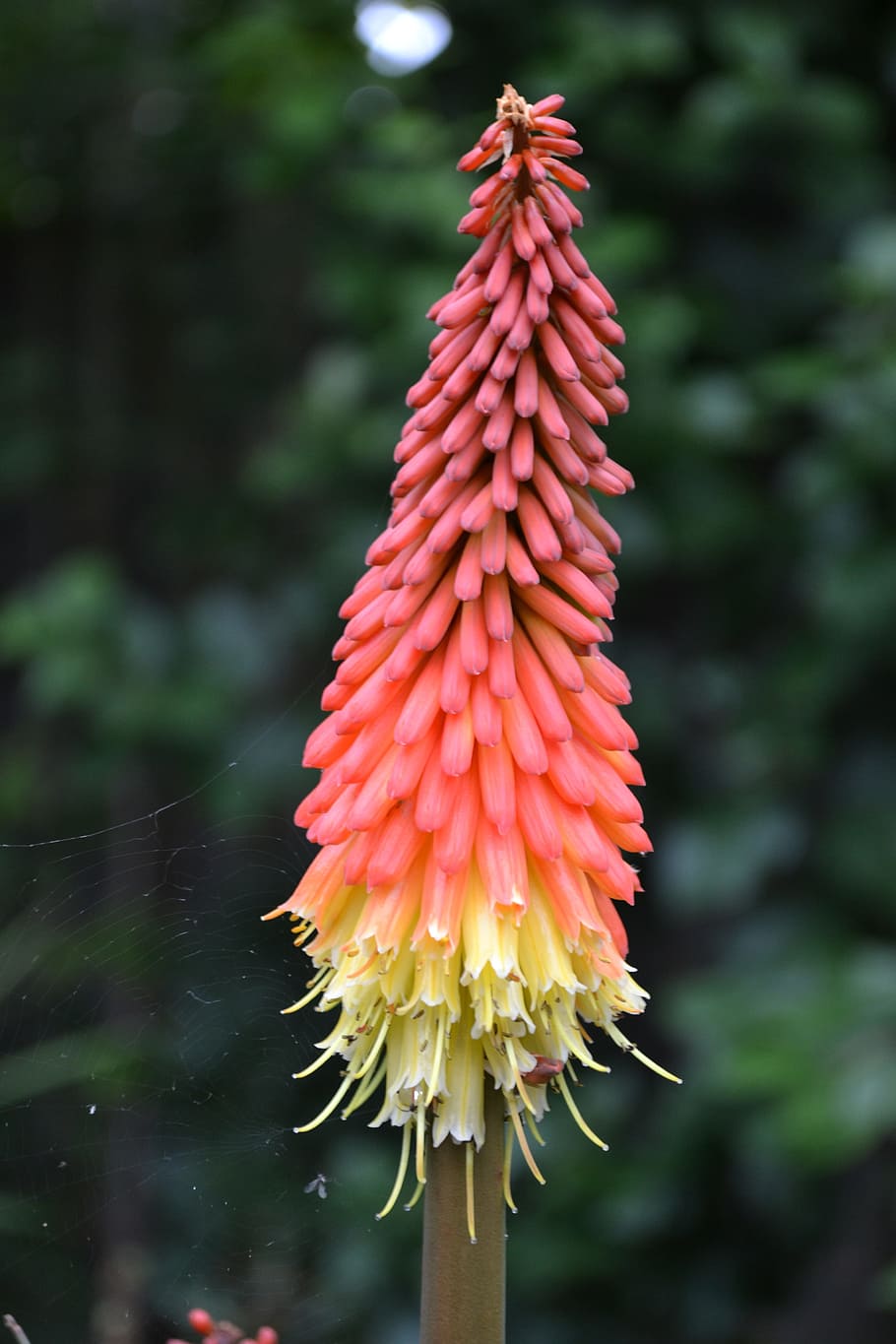 polka, kniphofia, red-hot polka, flower, torch lily, tritoma, knoffler, african lily, bloom, perennial