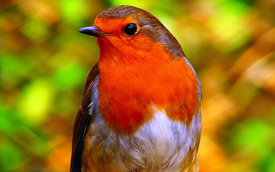 selective, focus, european robin bird, redbreast, common, nature, spevavý, little bird, spring, forest