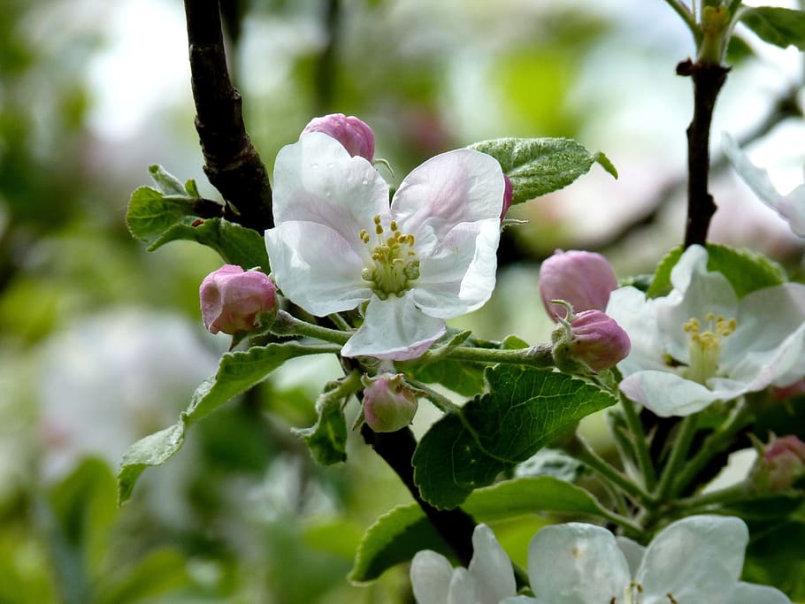 リンゴ 花 木 春 リンゴの花 リンゴの木 自然 ピンク 葉 閉じる Pxfuel