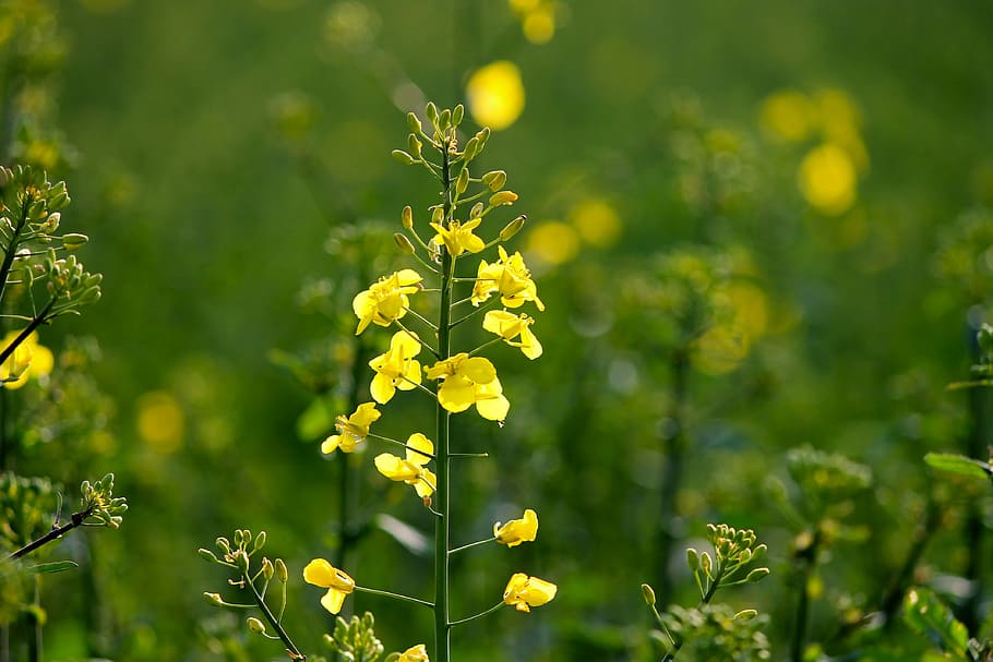 ナタネ 花 菜の花 菜種のフィールド 最初の花 農業 フィールド 自然 春 黄色 Pxfuel