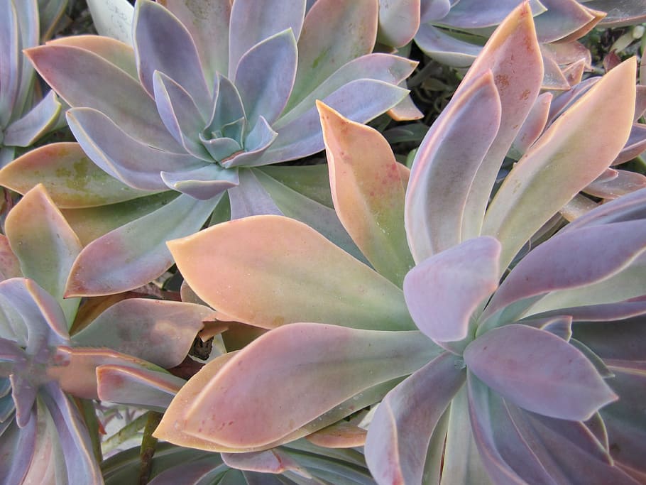 purple-and-yellow leafed plants, succulent, cactus, plant, plants, beautiful, colorful, nature, garden, growth