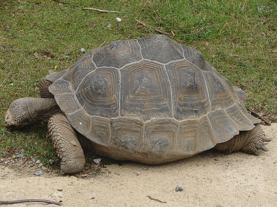 turtle, tortoise, giant tortoise, panzer, armored, animal, slowly, creature, reptile, animal wildlife