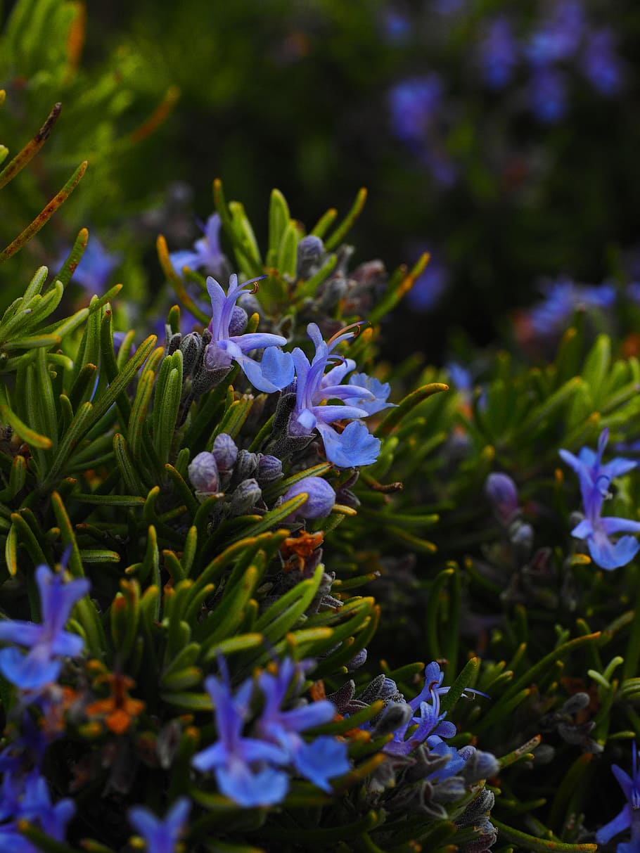rosemary, flowers, blue, violet, rosmarinus officinalis, rosmarinus, semi shrub, lamiaceae, wild rosemary, bush