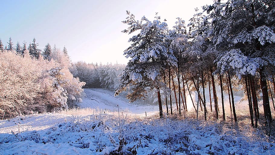 Neve, Floresta, Inverno, Paisagem, Árvores, paisagem de inverno, nevado, vista, frio, nascer do sol