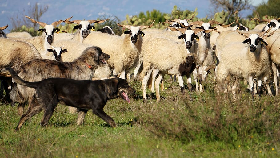 ovelhas, cães pastores, schäfer, cão, rebanho de ovelhas, cão schäfer, animal, animal de estimação, temas de animais, mamífero