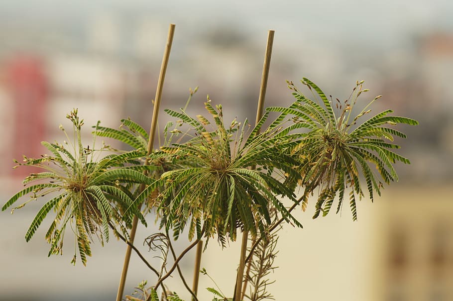 plants-nature-garden-armenia.jpg