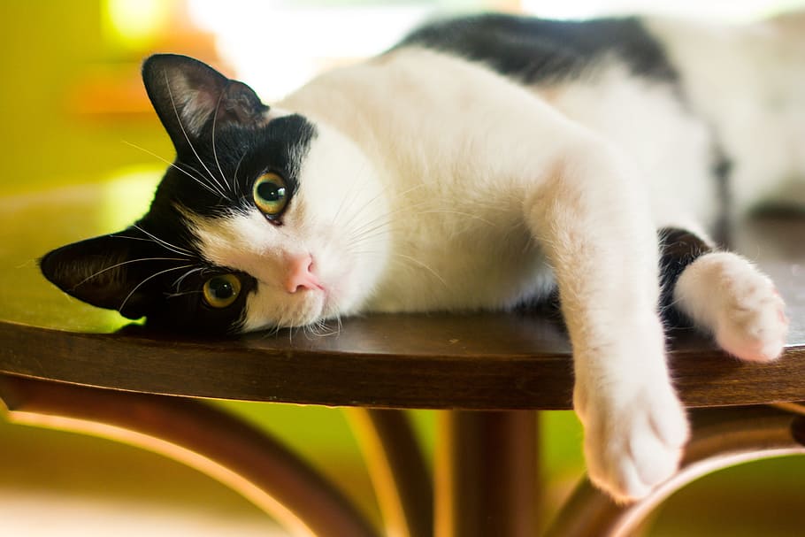 tuxedo cat, table, Kitten, Domestic Cat, Pet, Lies, cat, it lies, curiosity, futrzak