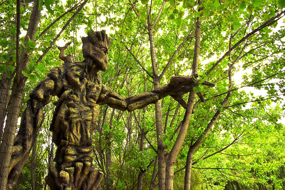giant groot, ents, lord of the rings, cusco, wetland of huasao, peru, tree, plant, forest, growth