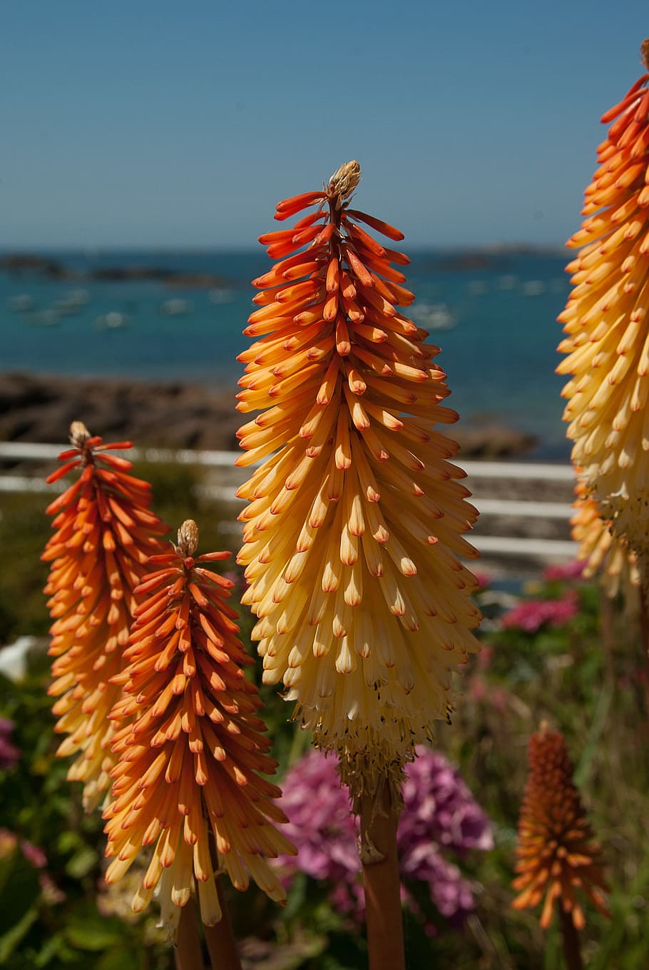 Flowers, Clusters, Spikes, tritome, nature, sea, plant, summer, no People, outdoors