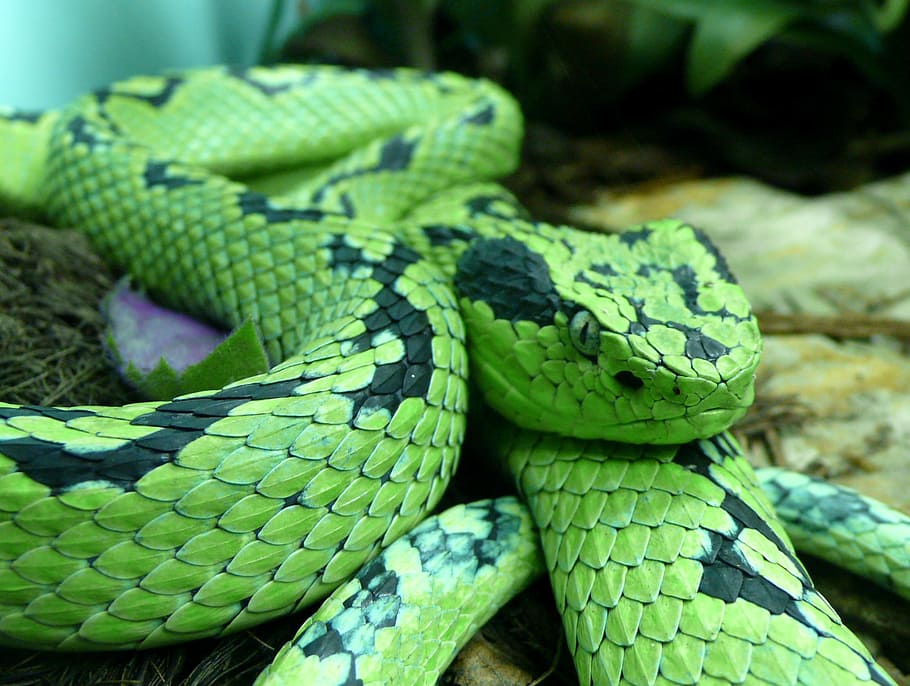 verde, negro, serpiente, palmera amarilla manchada pitviper, víbora, venenosa, méxico, guatamala, depredador, vida silvestre