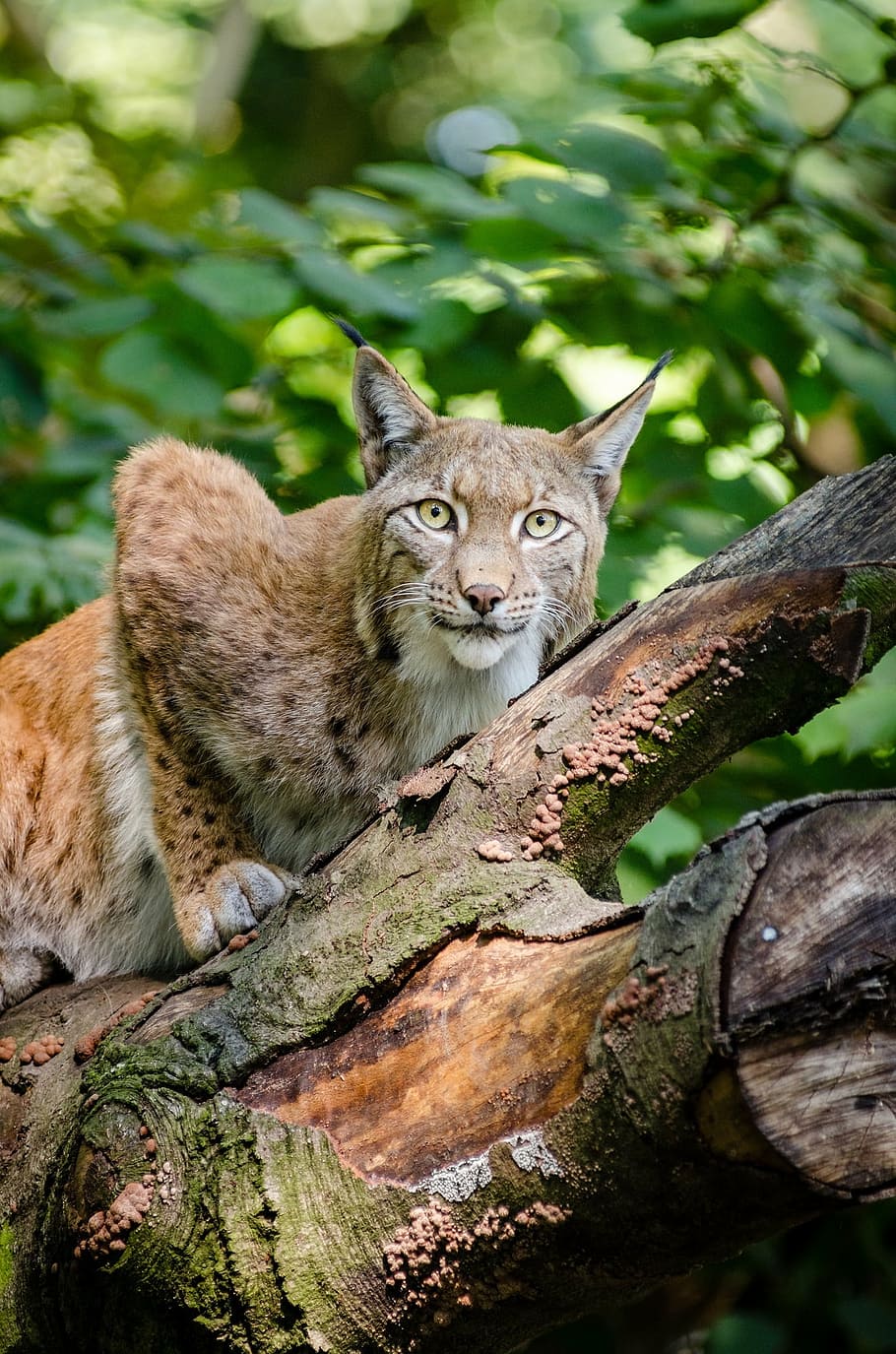 focus photo, brown, wild, cat, lynx, bobcat, wildlife, predator, nature, outdoors
