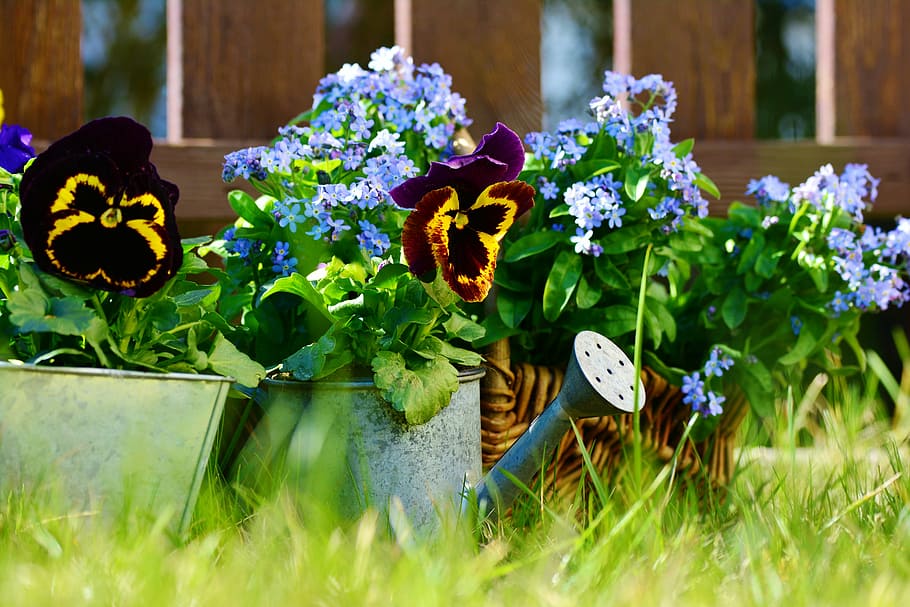 紫, 花びらの花, 水まき, 浅い, フォーカス写真, 庭, 花, パンジー, 忘れないで, 植物