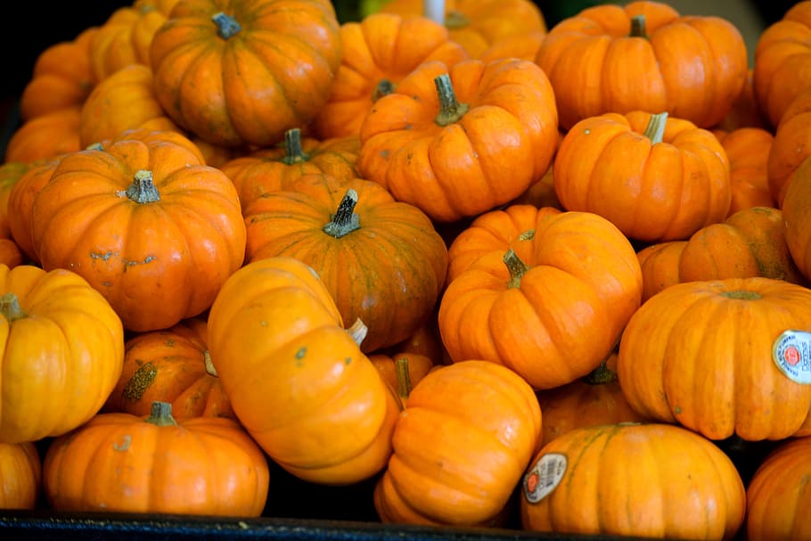 pumpkins, vegetable, food, orange color, autumn, harvest, fall, halloween, season, thanksgiving