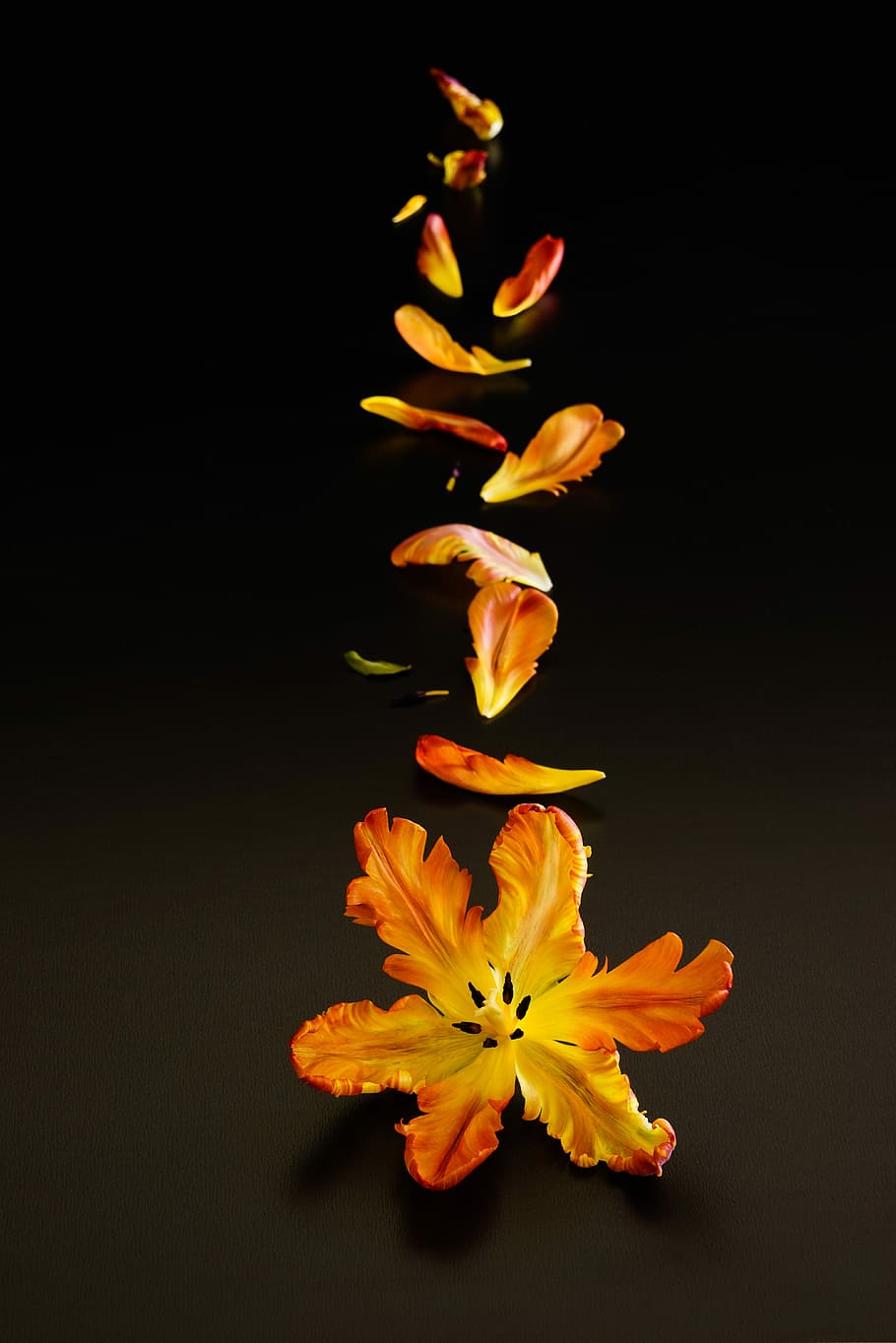 yellow, orange, petaled flowers, falling, still transience of life, tulpenbluete, petals, arrangement, black background, orange-yellow flower