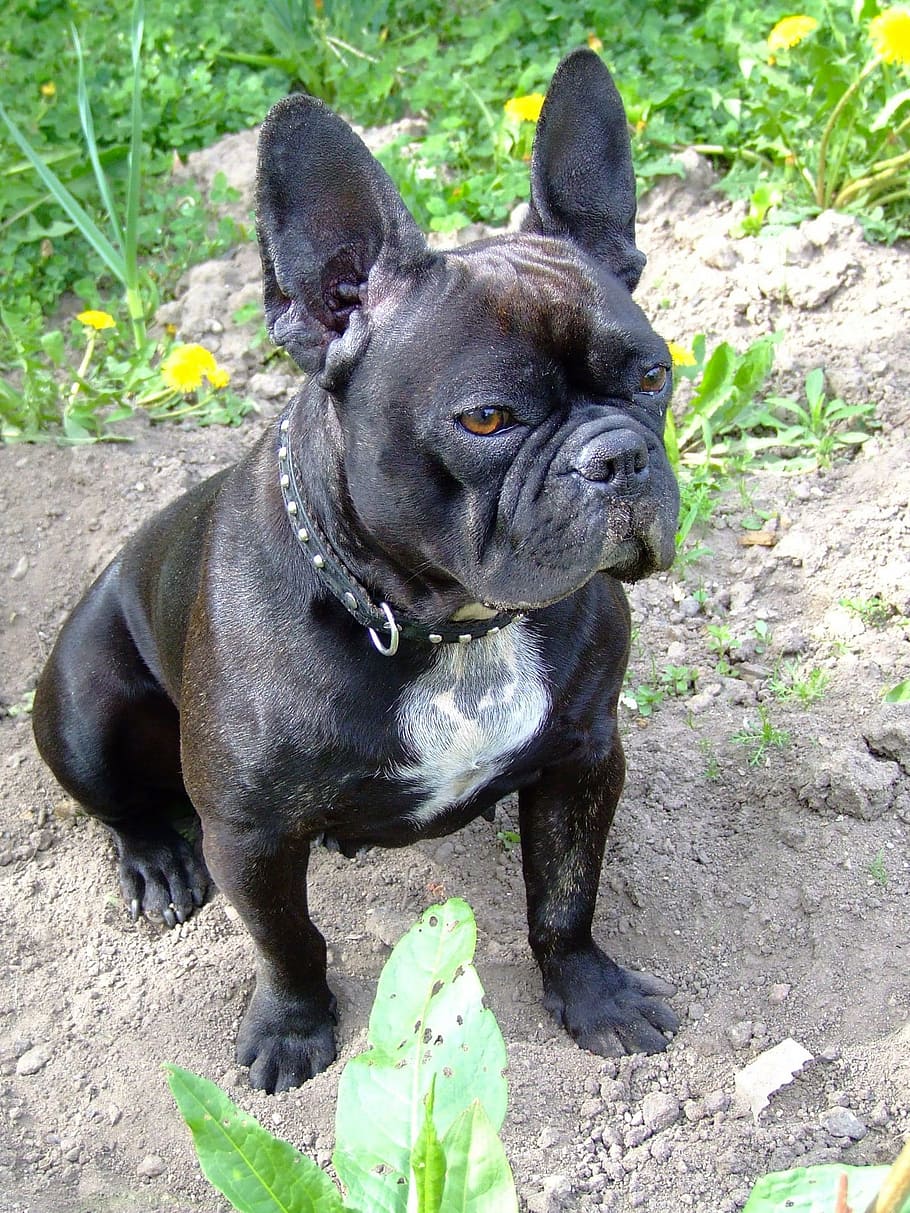 黒のフレンチブルドッグ フレンチブルドッグ 犬 愛らしい かわいい 動物 家畜 動物のテーマ 草 地面 Pxfuel