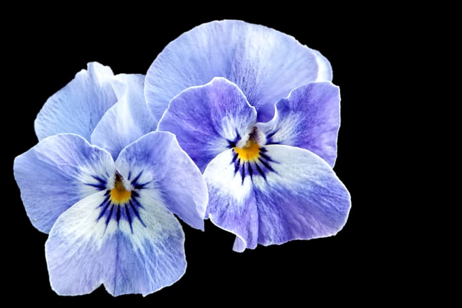 two, white-and-blue 5- petaled flowers, 5-petaled, pansy, spring, blue, violet, flower, flowering plant, petal