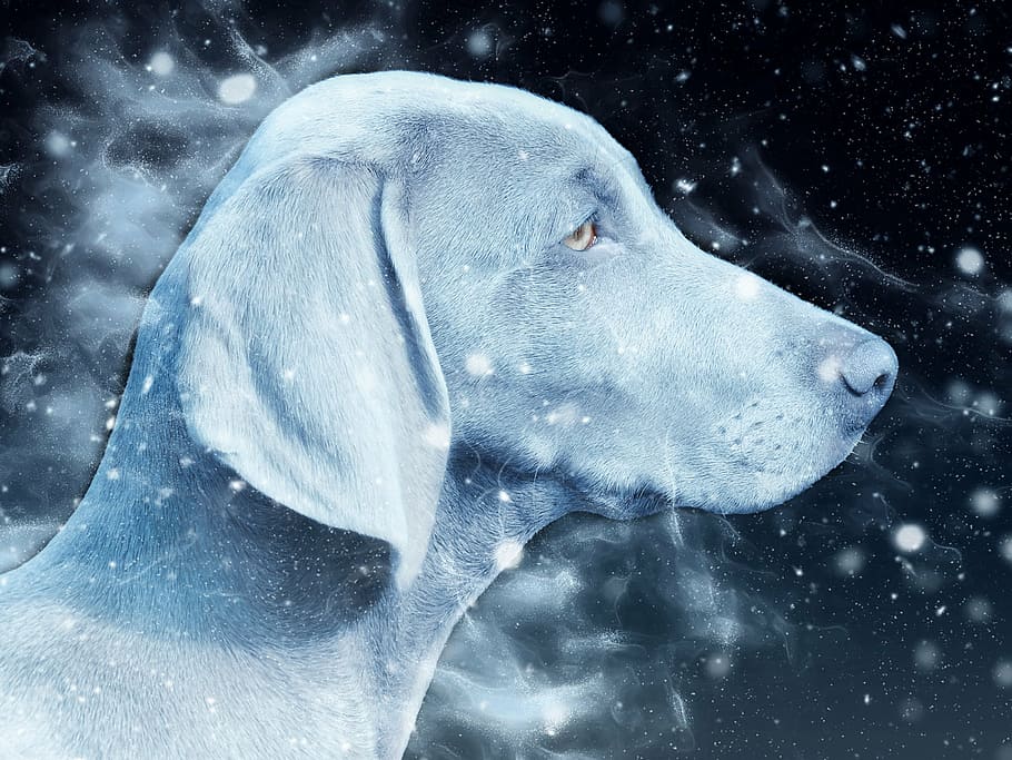 grey dog illustration, dog, snow, head, weimar braque, art, nature, scrapbooking, paper, texture