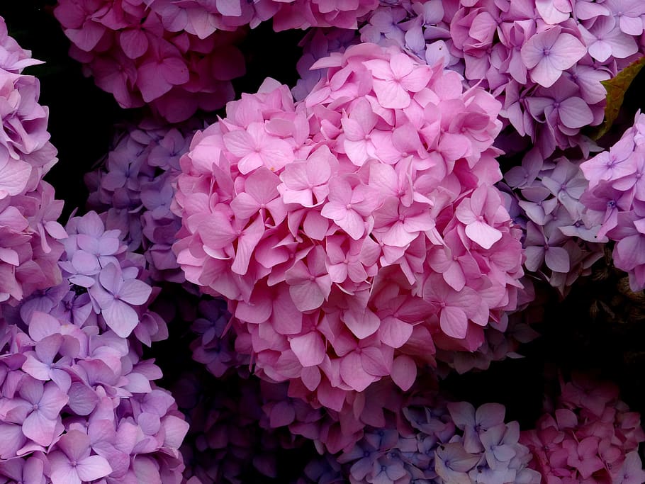 blossom, bloom, hydrangea, close up, blue, pink, purple, beautiful, nature, flower