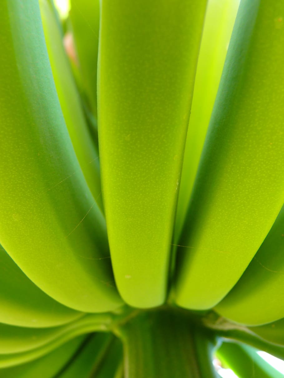 cerrado, foto, racimo, plátano, arbusto de plátano, verde, planta, alimentos, naturaleza, hoja