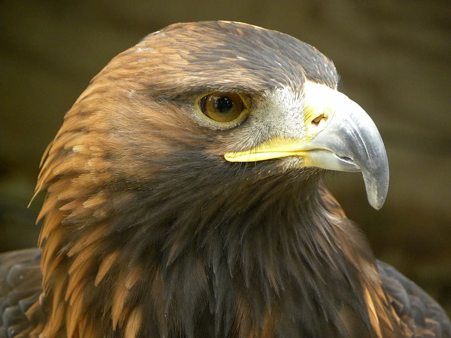 Águila real, ave rapaz, foco, águila real, rapaz, majestuoso, depredador,  ave, un animal, parte del cuerpo animal | Pxfuel