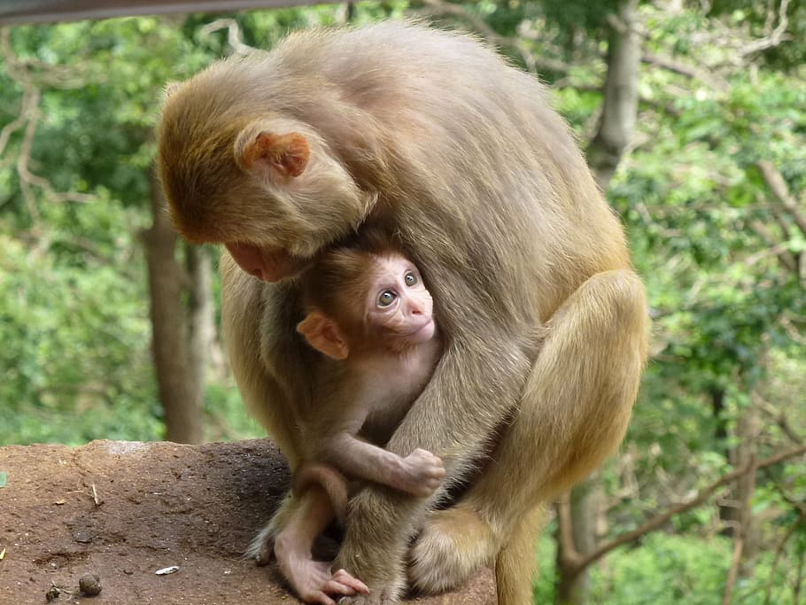 monkey family, animal, monkeys, veduino, mammals, nature, animals, burma, myanmar, asia
