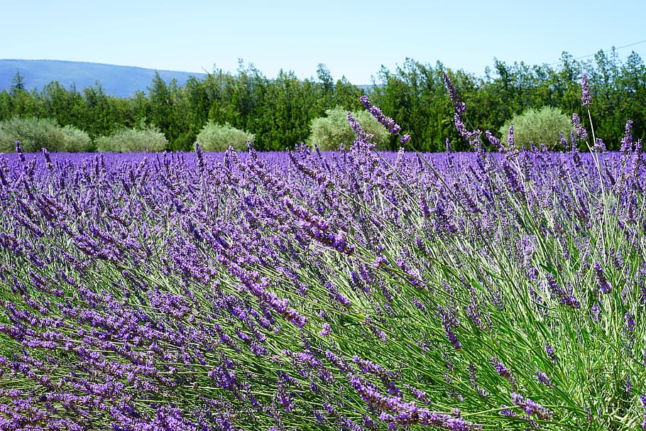 lavender blossom, lavender, Lavender, Blossom, lavender blossom, lavender field, lavender flowers, blue, flowers, purple, dunkellia