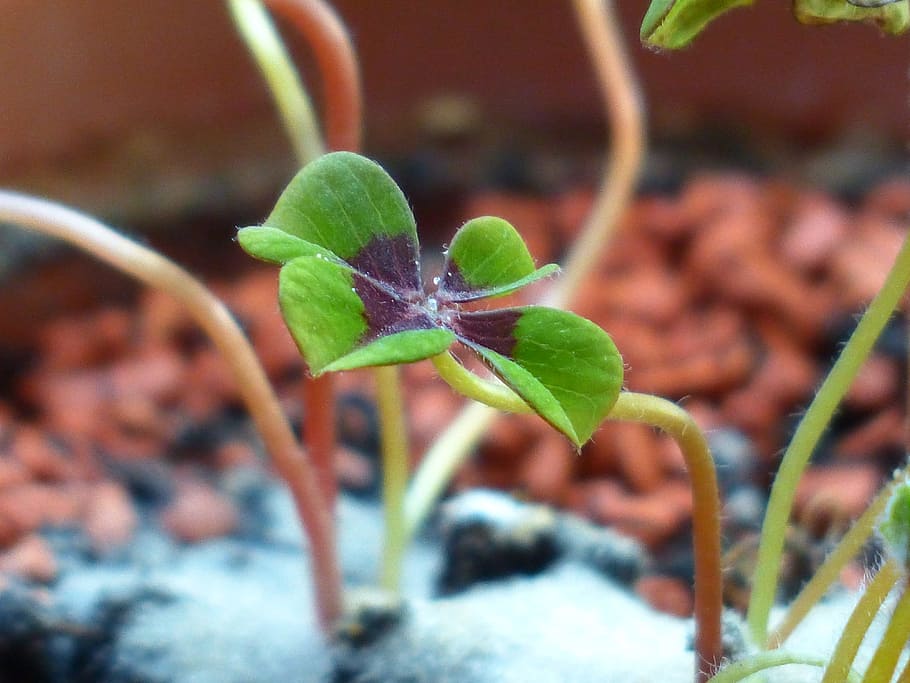 Lucky Clover, Klee, Plant, vierblättrig, luck, oxalis tetraphylla, cuatro acedera, planta floreciente, acedera, oxalis