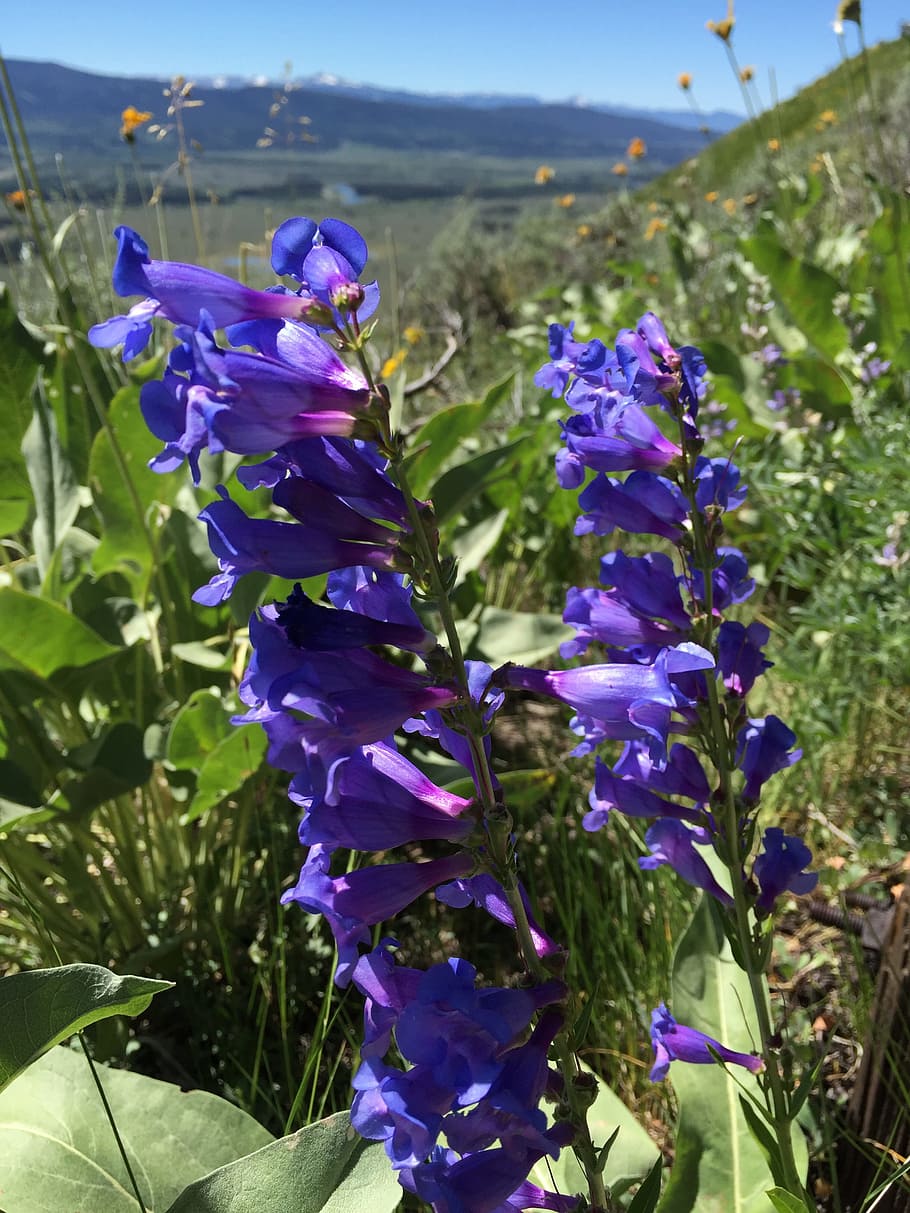 Beardtongue, Blue, Penstemon, Flower, blue penstemon, wyoming, jackson hole, laurence s rockefeller preserve, grand teton, national park