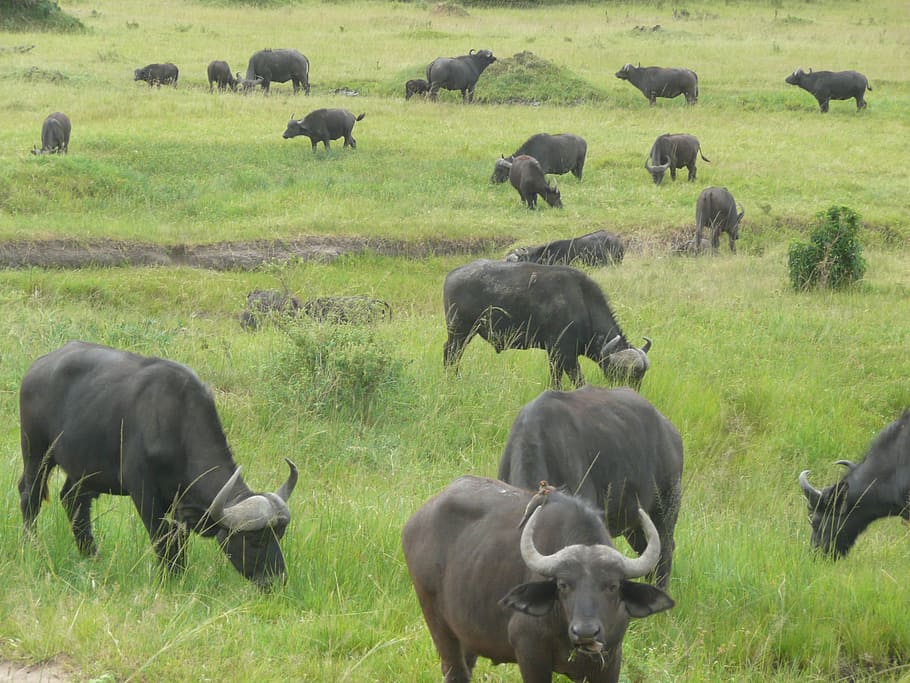 Buffalo, Masai, Mara, Kenya, Africa, masai, mara, wildlife, wild, nature, animal