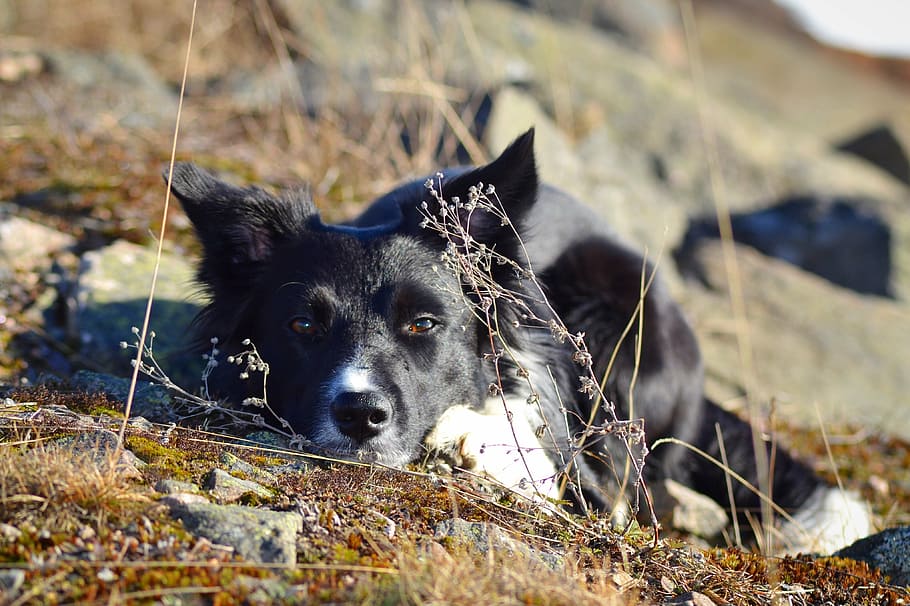 dog, border collie, sorry, landscape, one animal, domestic animals, pets, canine, domestic, mammal
