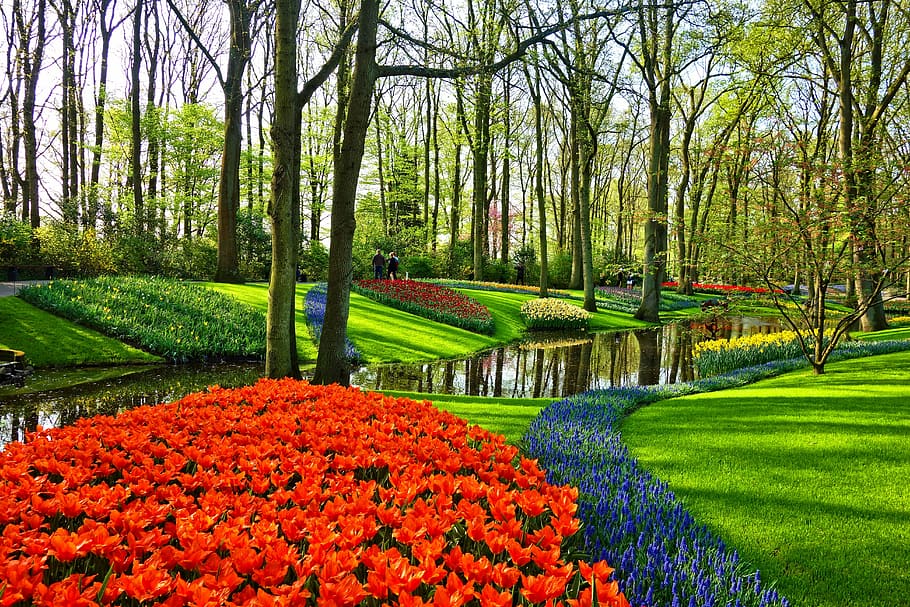 green, grass field, river, surrounded, trees, daytime, garden, flower garden, flowers, flower bed