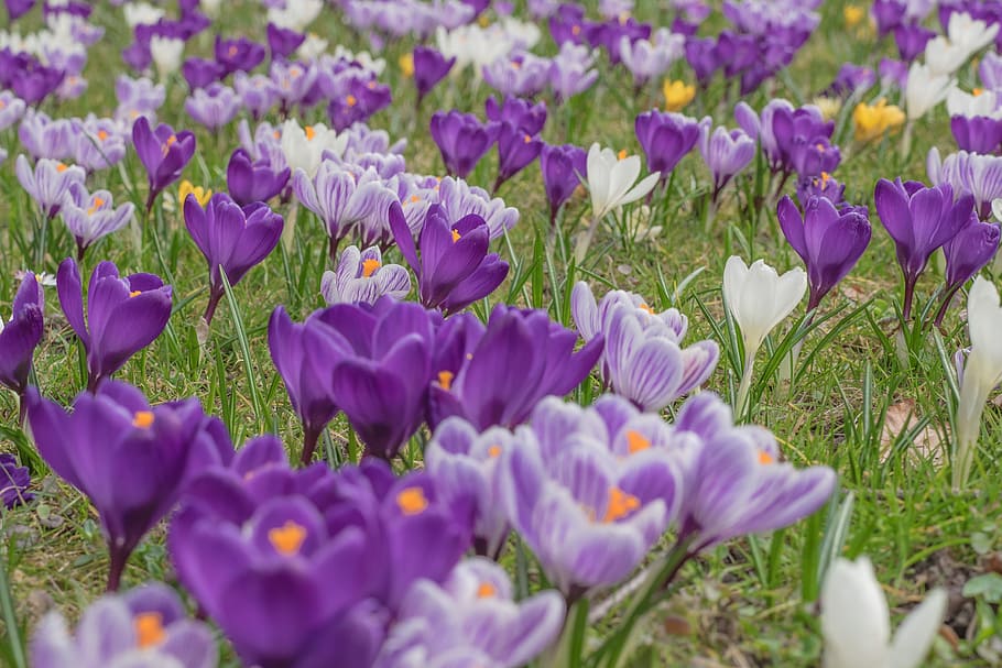 purple, white, crocus flowers, bloom, daytime, crocus, blossom, spring crocus, flowers, mountain meadow