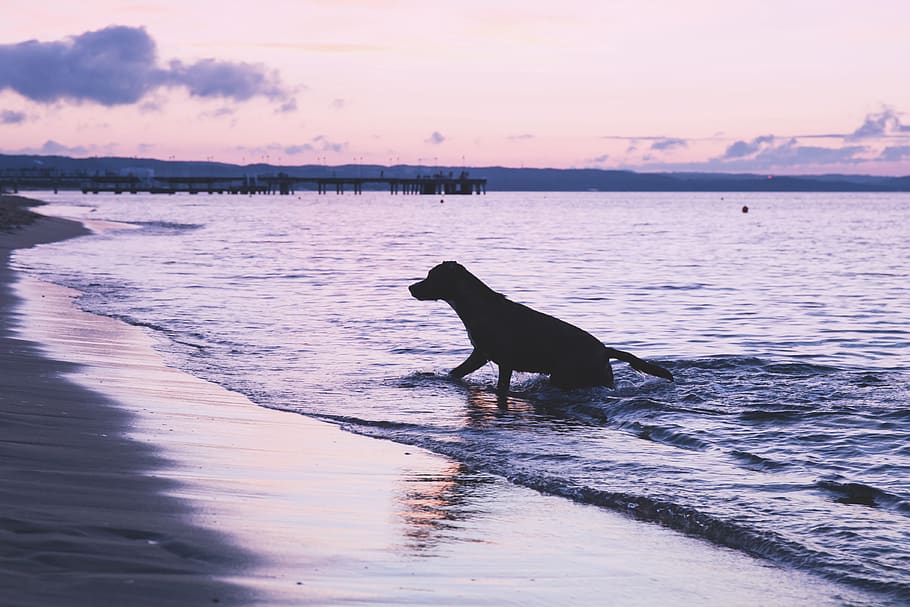 animals, dogs, domesticated, pets, adorable, cute, swim, play, nature, beach