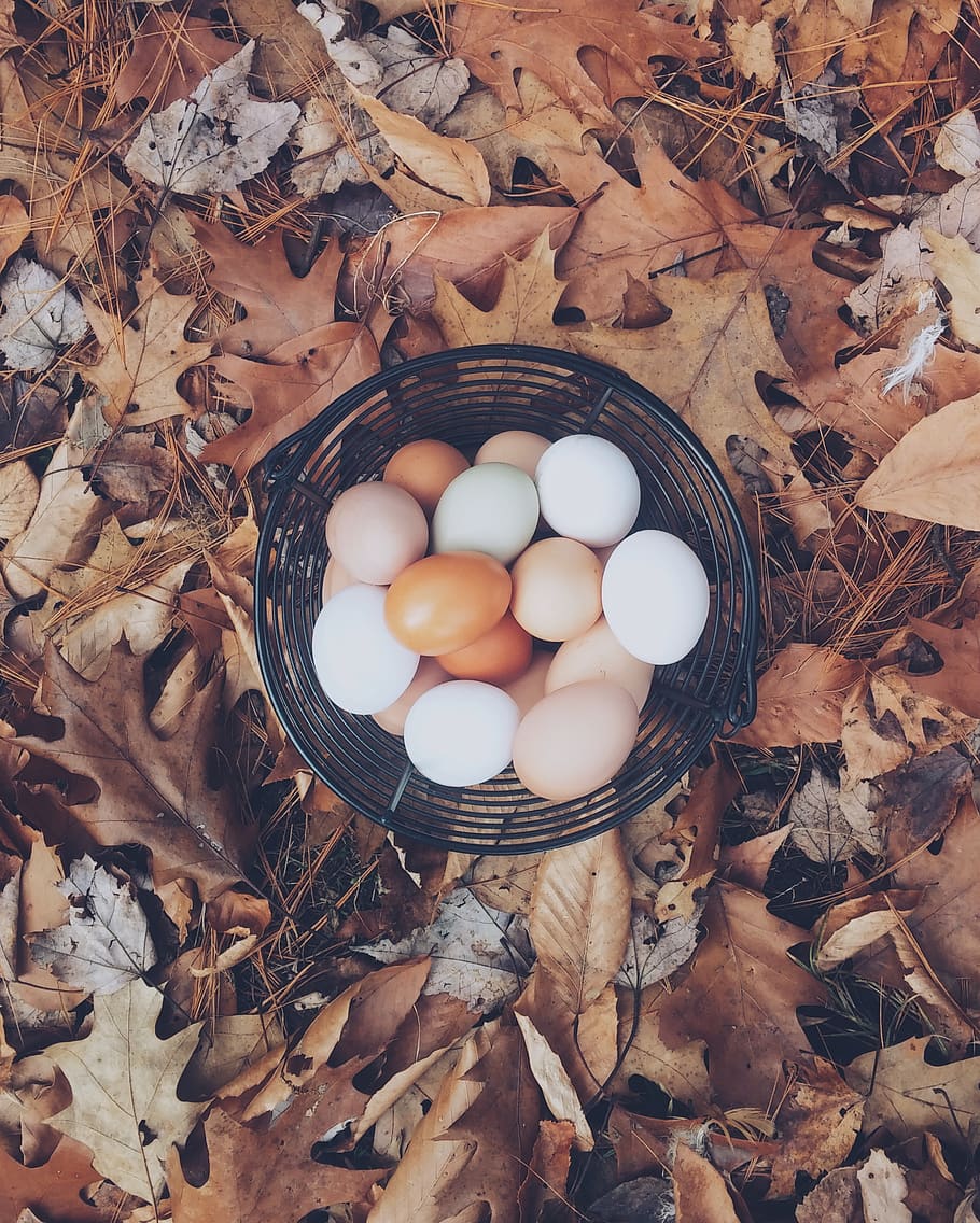 keranjang, telur, paskah, luar ruangan, daun, musim gugur, makanan, tampilan sudut tinggi, makanan dan minuman, langsung di atas